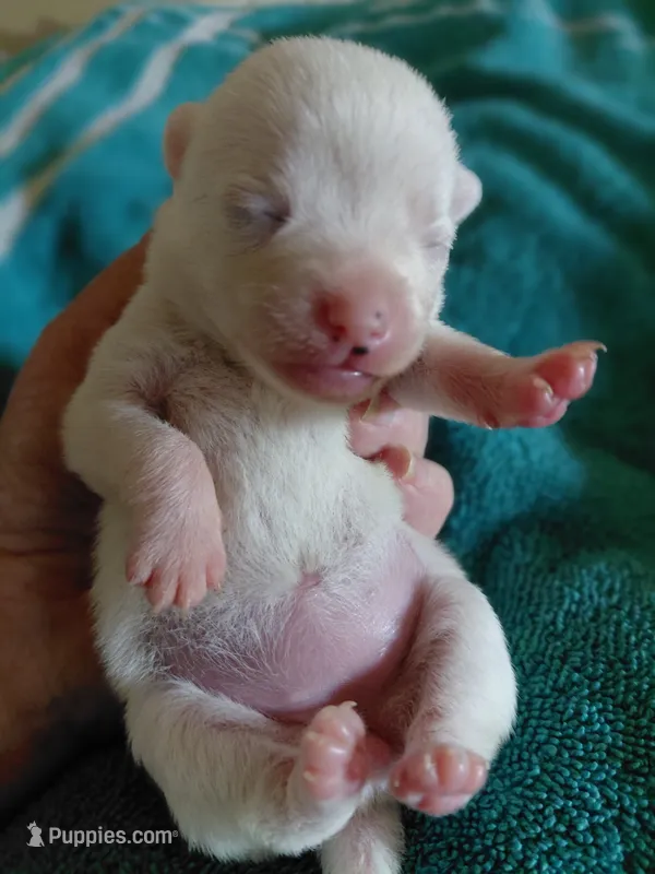 Chardonnay – Chihuahua, Chinese Crested puppy for sale in Lynchburg, VA