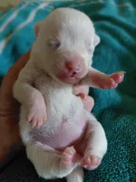 Chardonnay, a female Chihuahua and Chinese Crested for sale in Lynchburg, VA – 1 of 4