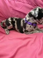 Hera (purple, a female Great Dane for sale in Lynchburg, VA – Photo 5 of 8
