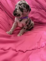 Hera (purple, a female Great Dane for sale in Lynchburg, VA – Photo 4 of 8