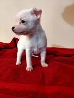 Chardonnay , a female Chihuahua and Chinese Crested for sale in Lynchburg, VA – 2 of 8
