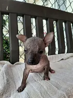 OPAL, a female Chihuahua and Chinese Crested for sale in Lynchburg, VA – Photo 3 of 5