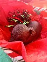 OPAL, a female Chihuahua and Chinese Crested for sale in Lynchburg, VA – Photo 5 of 5