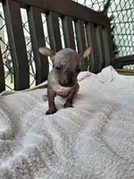 OPAL, a female Chihuahua and Chinese Crested for sale in Lynchburg, VA – Photo 2 of 5