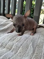 OPAL, a female Chihuahua and Chinese Crested for sale in Lynchburg, VA – Photo 1 of 5