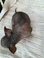 OPAL, a female Chihuahua and Chinese Crested for sale in Lynchburg, VA – Photo 4 of 5