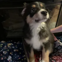 Buddy, a male Australian Shepherd for sale in Plum, PA – Photo 2 of 3