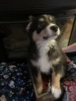 Buddy, a male Miniature Australian Shepherd for sale in Plum, PA – Photo 2 of 3