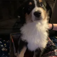 Buddy, a male Australian Shepherd for sale in Plum, PA – Photo 3 of 3