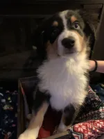 Buddy, a male Miniature Australian Shepherd for sale in Plum, PA – Photo 3 of 3