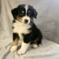 Buddy, a male Australian Shepherd for sale in Plum, PA – Photo 1 of 3