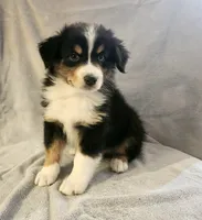 Buddy, a male Miniature Australian Shepherd for sale in Plum, PA – Photo 1 of 3