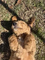 Purple Girl , a female Goldendoodle for sale in Defuniak Springs, FL – 3 of 3