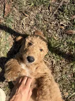 Purple Girl , a female Goldendoodle for sale in Defuniak Springs, FL – 2 of 3