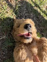 Purple Girl , a female Goldendoodle for sale in Defuniak Springs, FL – 1 of 3