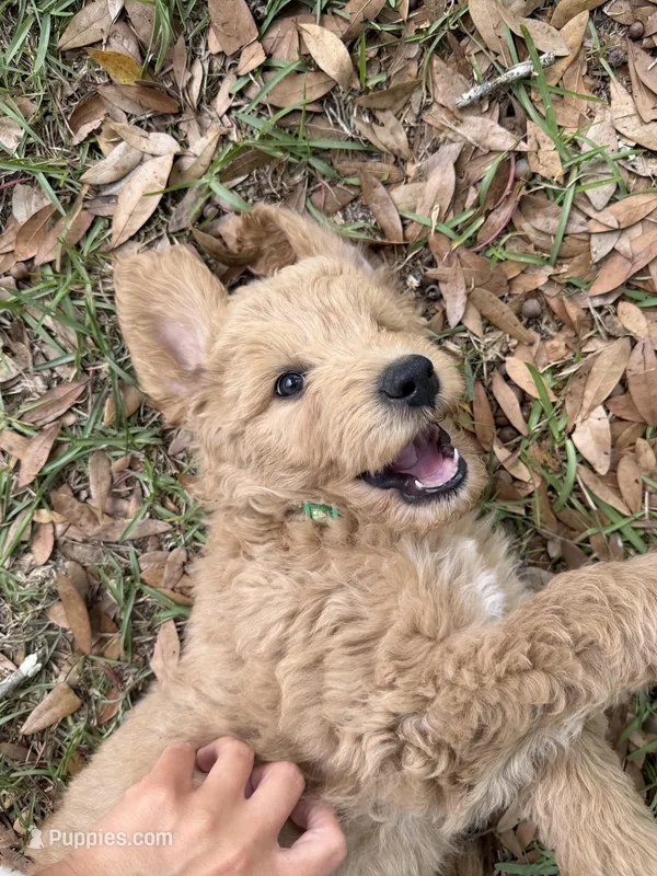 Green Boy  – Goldendoodle puppy for sale in Defuniak Springs, FL