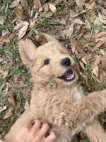 Green Boy , a male Goldendoodle for sale in Defuniak Springs, FL – 1 of 1