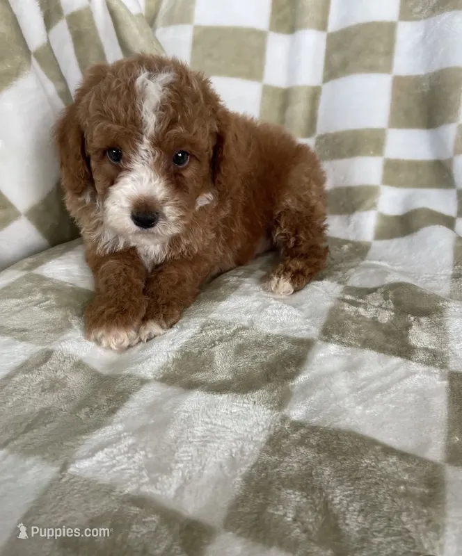 Milo – Poodle - Miniature  puppy for sale in Pompano Beach, FL