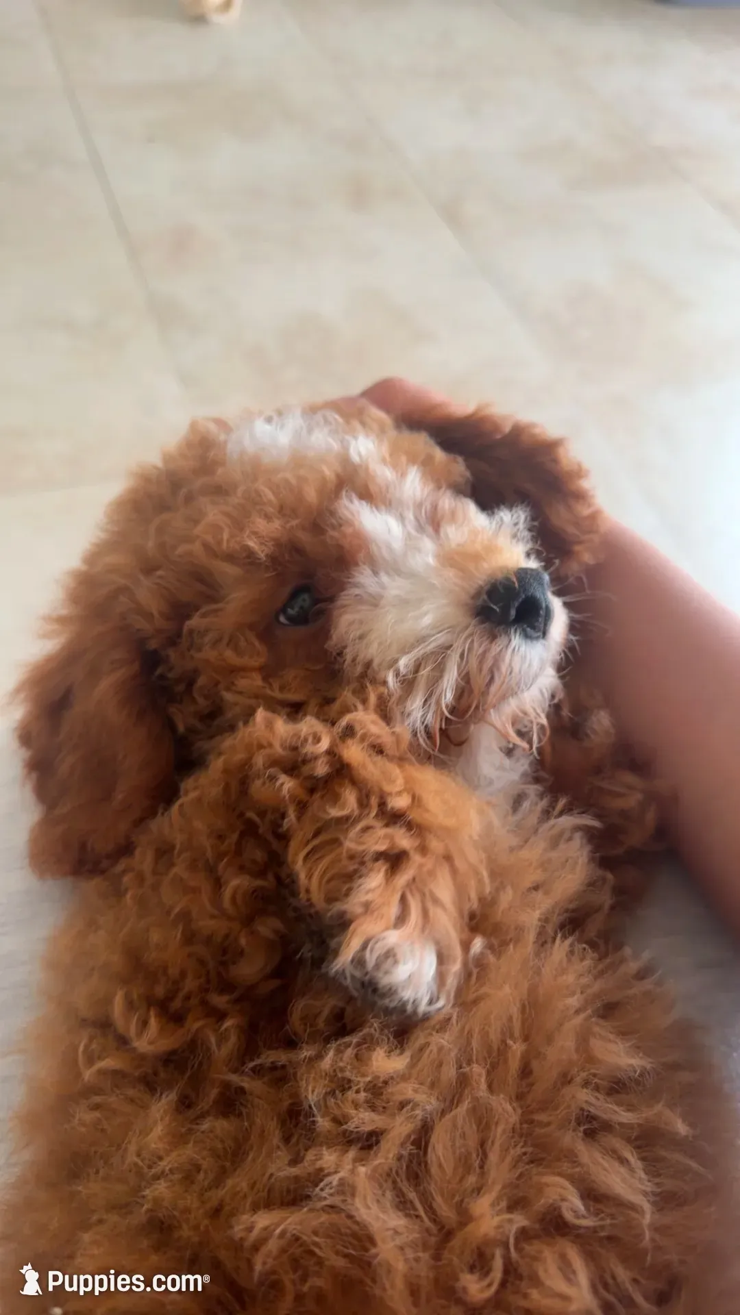 Milo, a male Poodle - Miniature  for sale in Pompano Beach, FL – 2 of 3