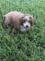 Milo, a male Poodle - Miniature  for sale in Pompano Beach, FL – 3 of 3