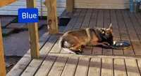Dutchess of Blue, a female Belgian Malinois and Dutch Shepherd for sale in Greenville, SC – 4 of 8