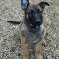Dutchess of Purple, a female Belgian Malinois and Dutch Shepherd for sale in Easley, SC – Photo 1 of 3