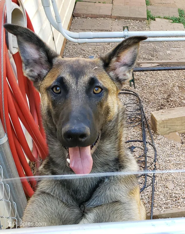 Dutchess of Purple – Belgian Malinois, Dutch Shepherd puppy for sale in Easley, SC