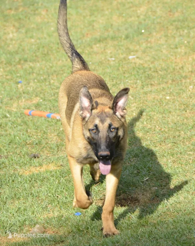 Dutchess of Purple – Belgian Malinois, Dutch Shepherd puppy on hold in Greenville, SC