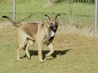 Dutchess of Purple, a female Belgian Malinois and Dutch Shepherd for sale in Greenville, SC – 2 of 8