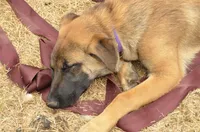 Dutchess of Purple, a female Belgian Malinois and Dutch Shepherd for sale in Easley, SC – Photo 4 of 4