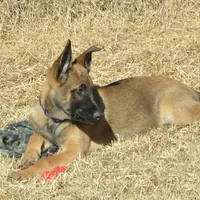 Dutchess of Purple, a female Belgian Malinois and Dutch Shepherd for sale in Easley, SC – Photo 3 of 3