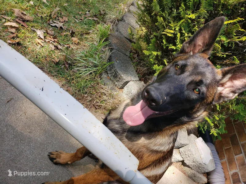 Duke of Maroon (Khaki) – Belgian Malinois, Dutch Shepherd puppy for sale in Greenville, SC