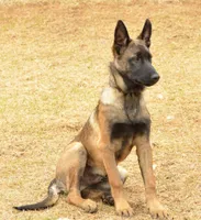 Duke of Maroon (Khaki), a male Belgian Malinois and Dutch Shepherd for sale in Easley, SC – Photo 5 of 5