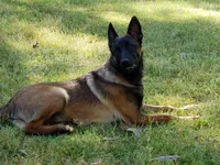 Duke of Maroon (Khaki), a male Belgian Malinois and Dutch Shepherd for sale in Greenville, SC – Photo 3 of 8