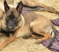 Duke of Maroon (Khaki), a male Belgian Malinois and Dutch Shepherd for sale in Easley, SC – Photo 2 of 5