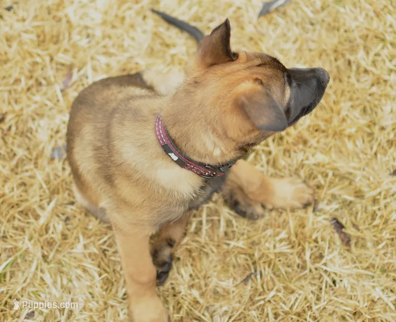 Duke of Maroon (Khaki)