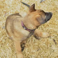 Duke of Maroon (Khaki), a male Belgian Malinois and Dutch Shepherd for sale in Easley, SC – Photo 1 of 5
