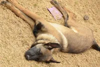 Duke of Maroon (Khaki), a male Belgian Malinois and Dutch Shepherd for sale in Easley, SC – Photo 4 of 5