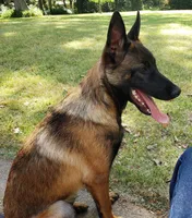 Duke of Maroon (Khaki), a male Belgian Malinois and Dutch Shepherd for sale in Greenville, SC – Photo 2 of 8