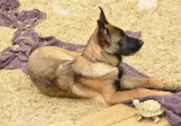 Duke of Maroon (Khaki), a male Belgian Malinois and Dutch Shepherd for sale in Easley, SC – Photo 3 of 5