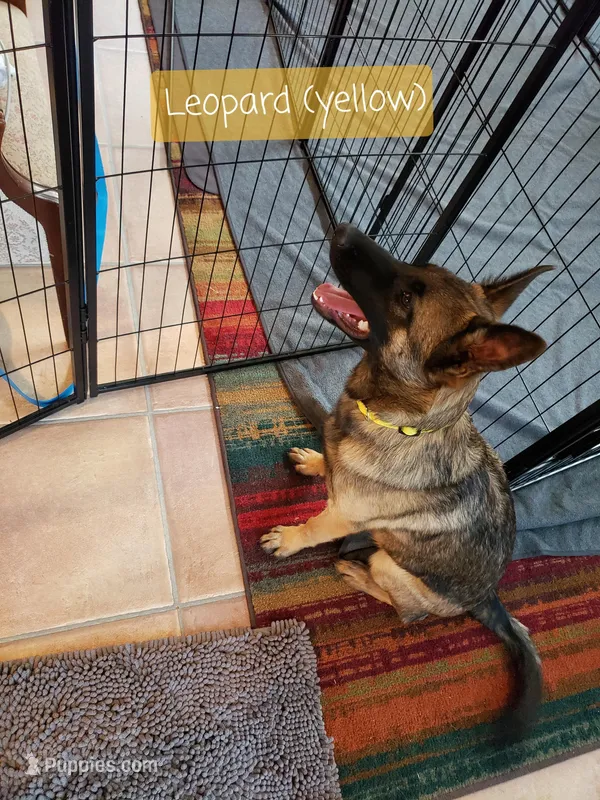 Dutchess of Leopard (Brown) – Belgian Malinois, Dutch Shepherd puppy for sale in Greenville, SC