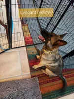 Dutchess of Leopard (Brown), a female Belgian Malinois and Dutch Shepherd for sale in Easley, SC – Photo 5 of 6