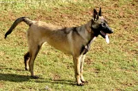 Dutchess of Leopard (Brown), a female Belgian Malinois and Dutch Shepherd for sale in Greenville, SC – 3 of 9