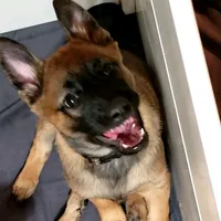 Dutchess of Leopard (Brown), a female Belgian Malinois and Dutch Shepherd for sale in Easley, SC – Photo 1 of 5