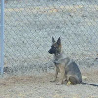 Dutchess of Leopard (Brown), a female Belgian Malinois and Dutch Shepherd for sale in Easley, SC – Photo 5 of 5