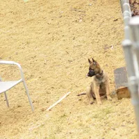 Dutchess of Leopard (Brown), a female Belgian Malinois and Dutch Shepherd for sale in Easley, SC – Photo 4 of 5