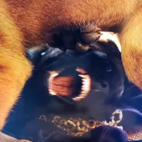 Dutchess of Leopard (Brown), a female Belgian Malinois and Dutch Shepherd for sale in Easley, SC – Photo 2 of 5