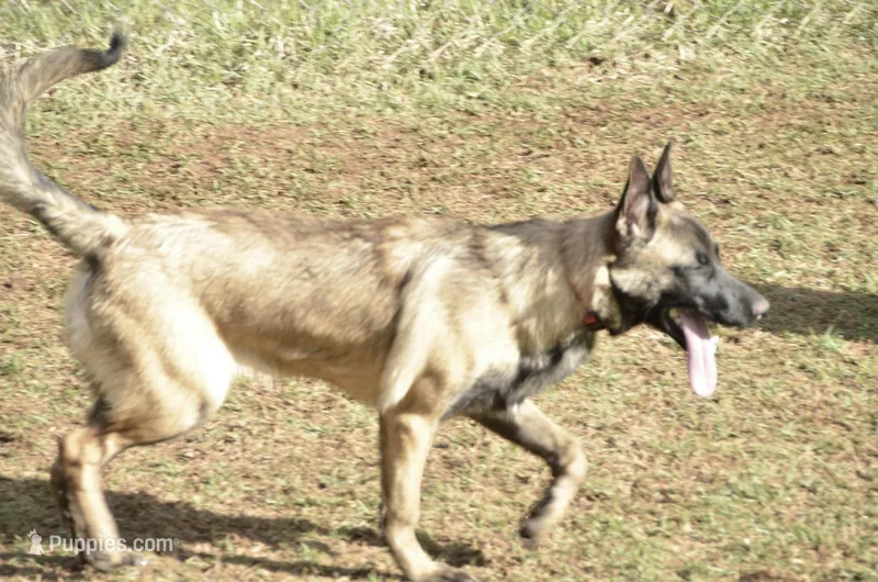 Dutchess of Leopard (Brown) – Belgian Malinois, Dutch Shepherd puppy for sale in Greenville, SC