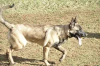 Dutchess of Leopard (Brown), a female Belgian Malinois and Dutch Shepherd for sale in Greenville, SC – 4 of 9