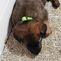 Dutchess of Green, a female Belgian Malinois and Dutch Shepherd for sale in Easley, SC – Photo 1 of 7